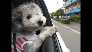 🐶 トイプードルが出来る芸まとめ