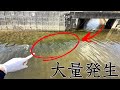 【悲惨】川の合流地点で捕獲した巨大外来生物に悲劇が訪れていました…