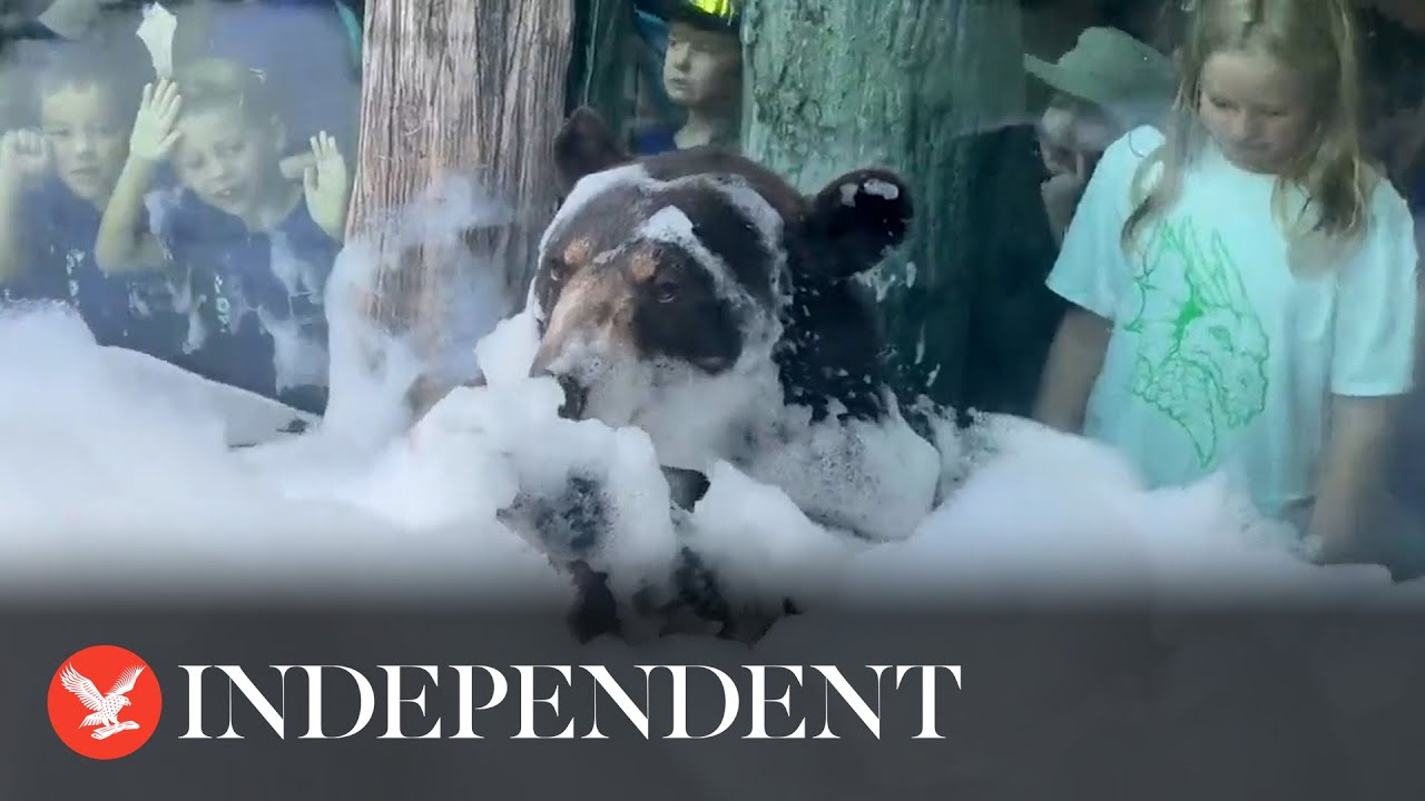 Black bear Finn enjoys first bubble bath at zoo in Knoxville YouTube