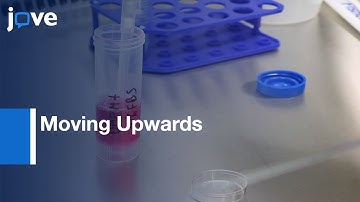 Moving Upwards : 3D Invasion Assay | Protocol Preview