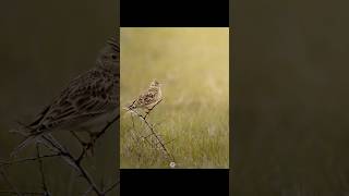 Best ever photo of the Eurasian Skylark! 🤩 #wildlifeentertainment #wildlifephotography #nature