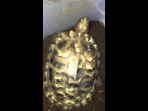My turtles chilling in the nesting box