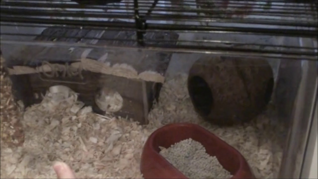 Qute Hamster Home - Omlet - Review - YouTube