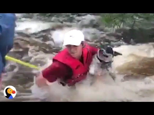 Dog Rescued From Hurricane Harvey | The Dodo