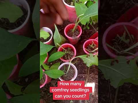 Comfrey Seedlings