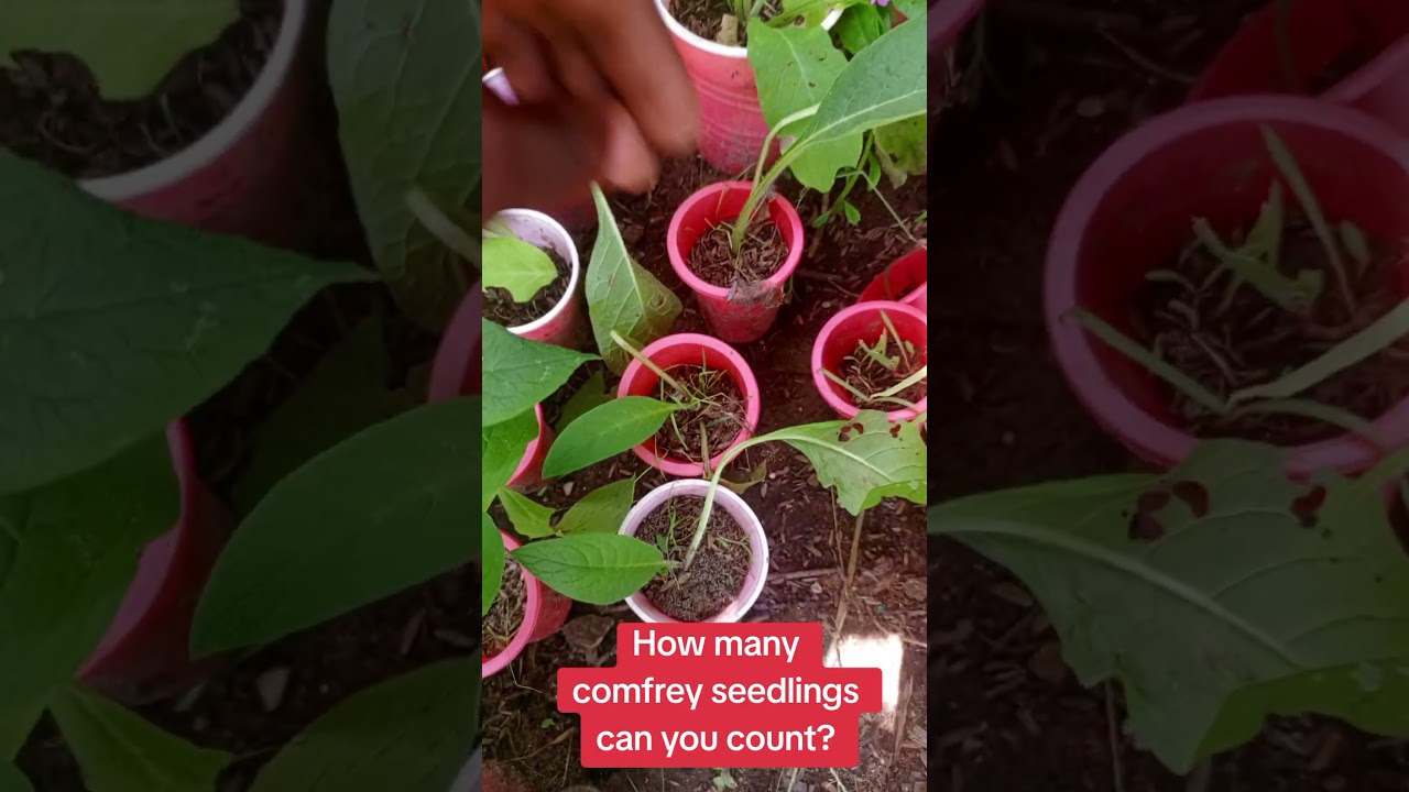 Comfrey Seeds and Seedlings