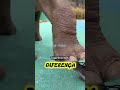 Este elefante é extremamente treinado! #curiosidades #animais