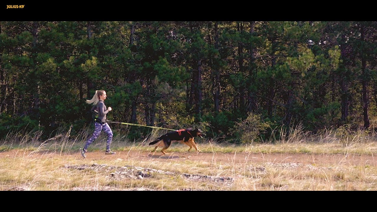 julius k9 jogging belt