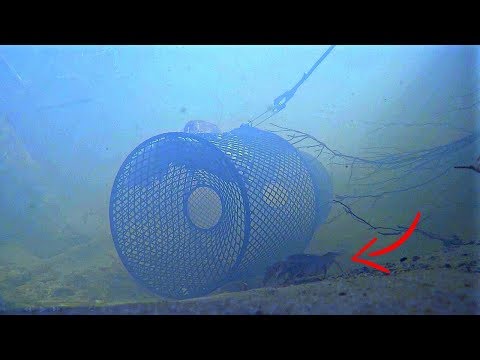 How to Catch Crawfish (Underwater View)