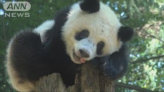 シャンシャンまもなく1歳！　先着順の観覧始まる(18/06/05)