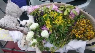 Arriving at the crematorium with Larma my boy of 15 yrs