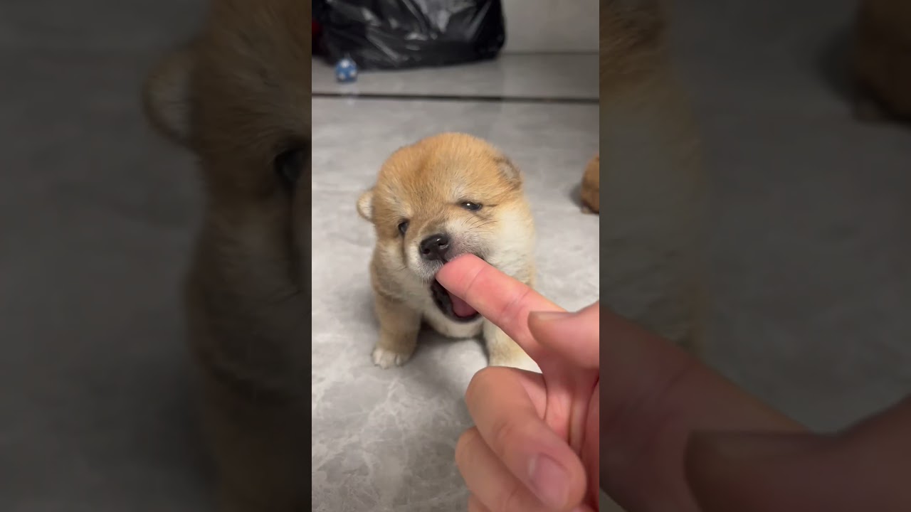 "Fetching smiles and wagging tails! 🐕😊 Join the fun with these furry friends! 