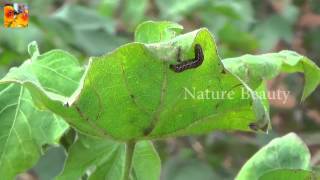 Agriculture | Forming | Village backgrounds | Nature Beauty | Beautiful View