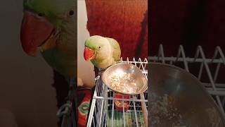 Laddu Kar raha hai nasta #annukirasoivlog #parrot
