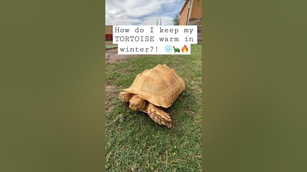 How Do I Keep My Tortoises Warm In Winter?? YouTube