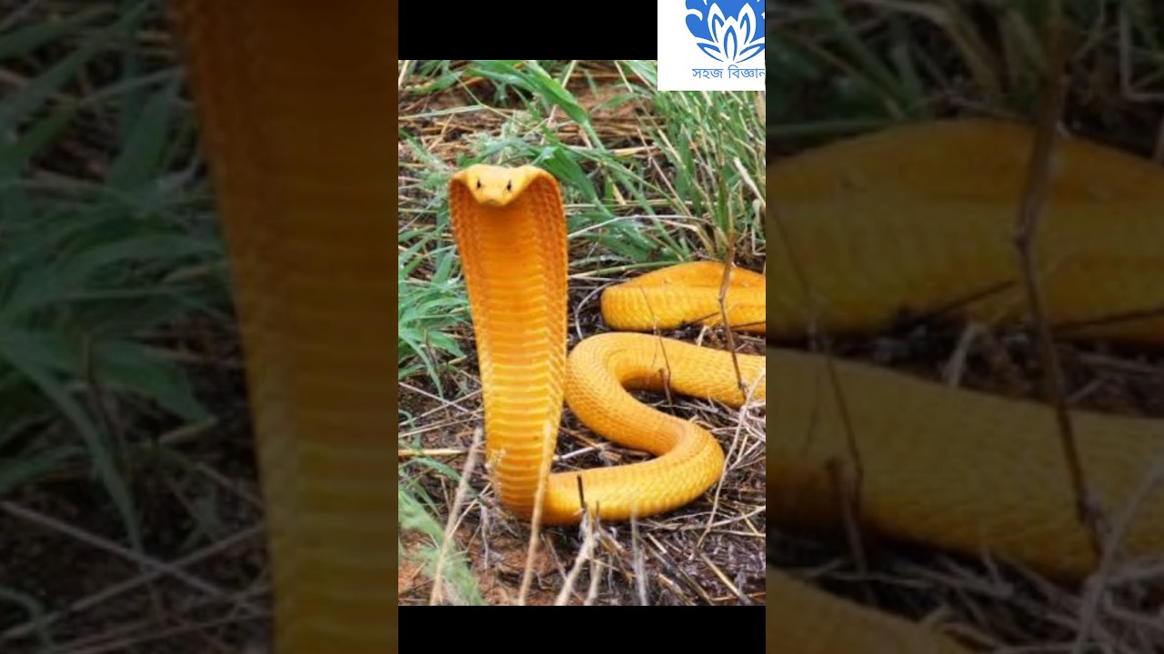 💥💥 Save the animal series 💥💥 | Yellow Cobra🔥🔥 
