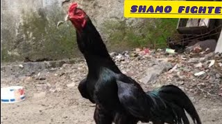 Pure Shamo Rooster The Legendary Samurai Of Gamefowl