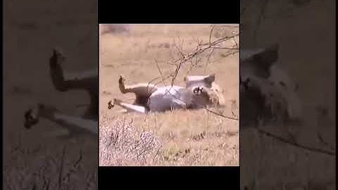 الآية (وجاءت سكرة الموت بالحق ذلك ما كنت منه تحيد) سورة ق19