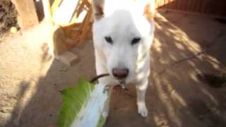 20110123-2.mp4