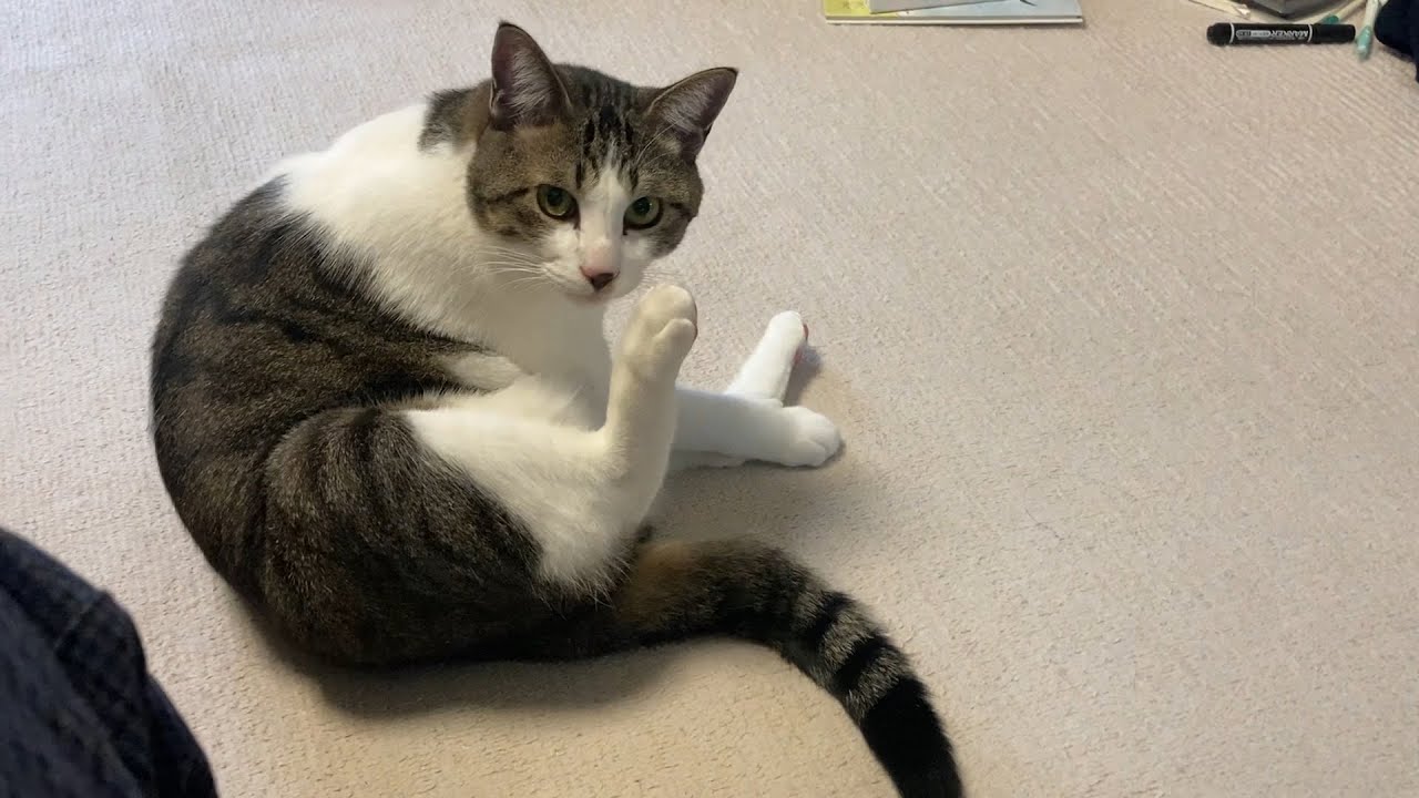 ちょっと、何見てんのよ