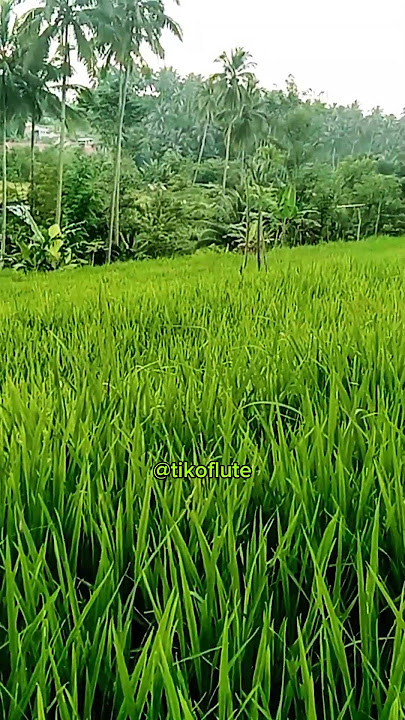 Dengung Seruling Bambu Merdu, Suasana Persawahan #flute #shorts #sawah #desa