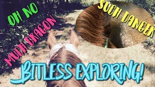 Exploring Bitless on the Dragon!