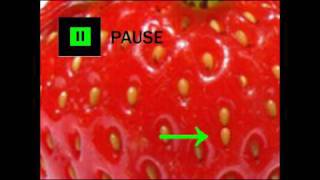 A True Story about a Strawberry