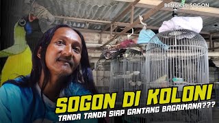 SOGON MAIN FULL KOLONI || Tanda Tanda Siap Gantang Bagaimana????