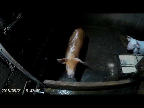 ტილის ....ტკიპის ....წამალი ღორებში ...