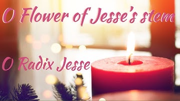 O Radix Jesse | O Flower of Jesse
