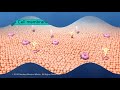 Structure of the cell membrane