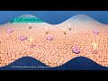 Cell Membrane Structure and Function Explained