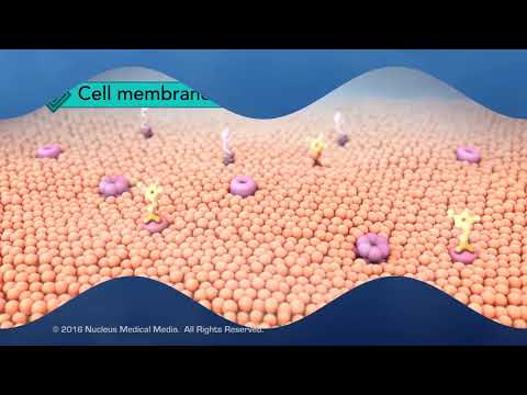 Video: Z čeho se skládá buněčná membrána?