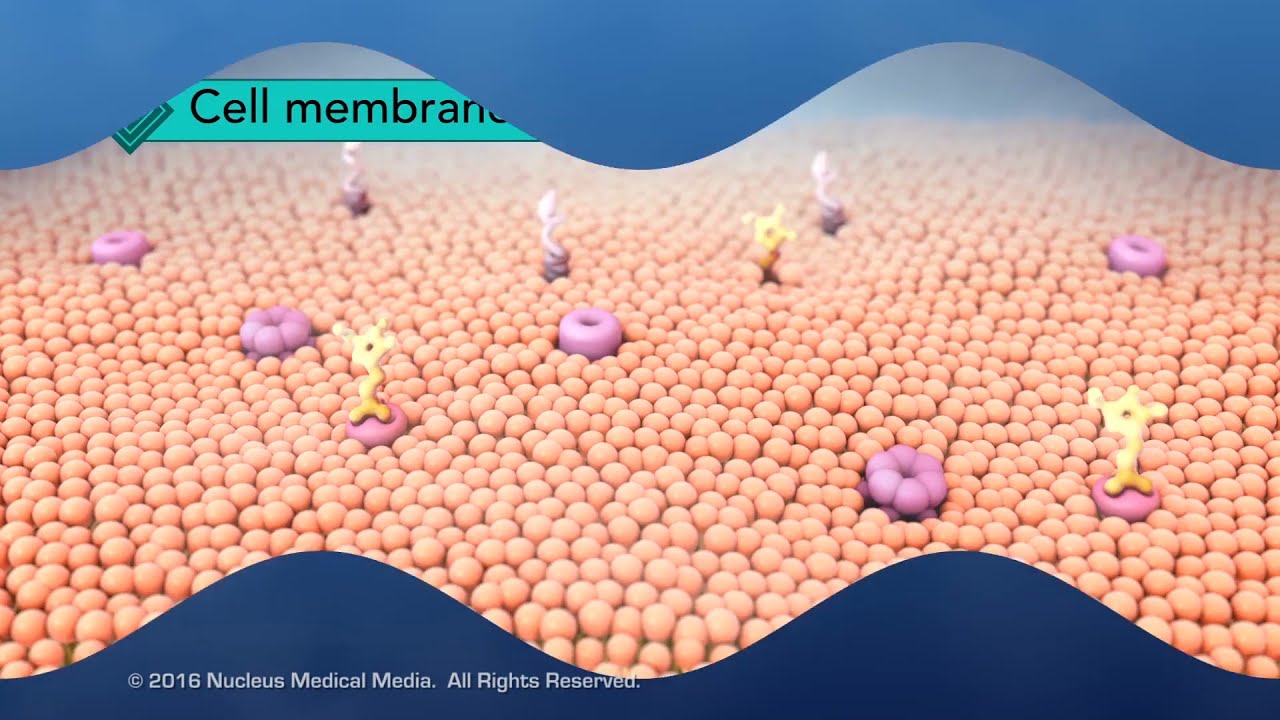 Cell Membrane Structure, Ditki, Medical & Biological Sciences posted a  video to playlist Biochemistry., By Ditki, Medical & Biological Sciences