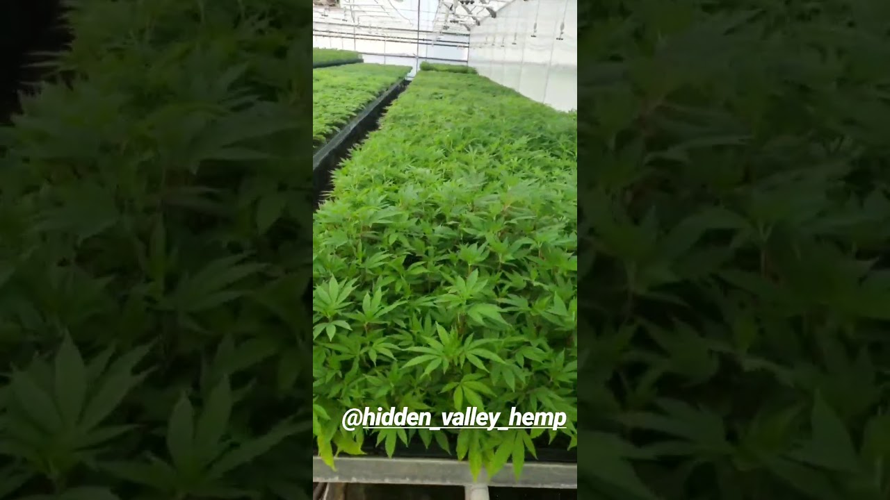 Hemp Clones & Seeds In California   Greenhouse   001