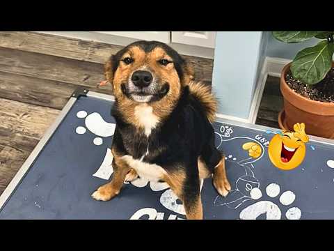 When Dogs Turn Normal Days Into Complete Chaos 🐶🤣 Funny Dog Compilation