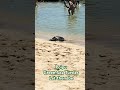 Turtle napping time #hawaiivacations #kauai #seaturtles @SuitcaseSniffersTravel