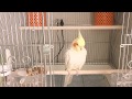 Today's My happy Cockatiel | Chill out at own cage | オカメインコのカメちゃん カゴでくつろぐ