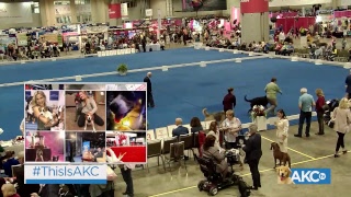AKC.TV Live From Orlando