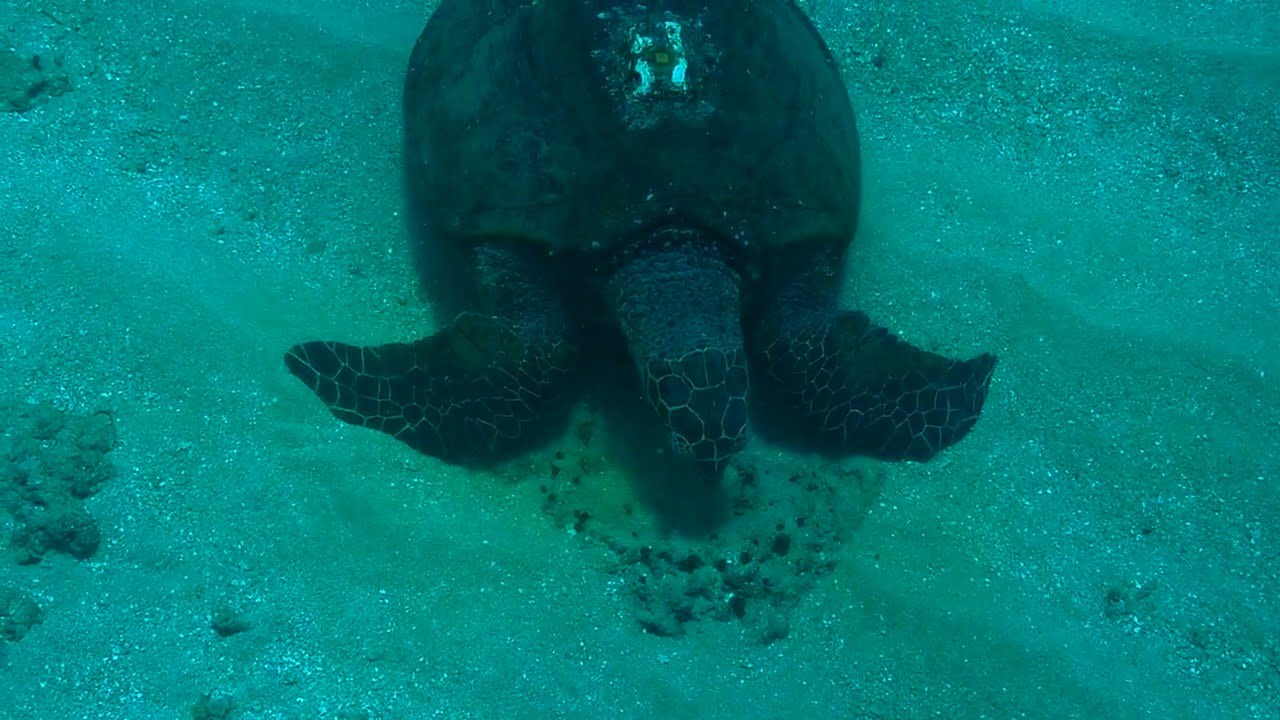 Hawksbill hunting sponge. - YouTube
