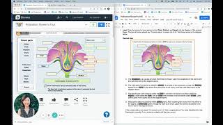Pollination: Flower to Fruit Gizmo - Instructions