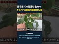 5節目までの脇芽は全カット きゅうり栽培の鉄則を公開