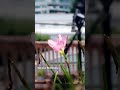 Morning Awakening: Rain Lily &amp; Birdsong 🌸✨