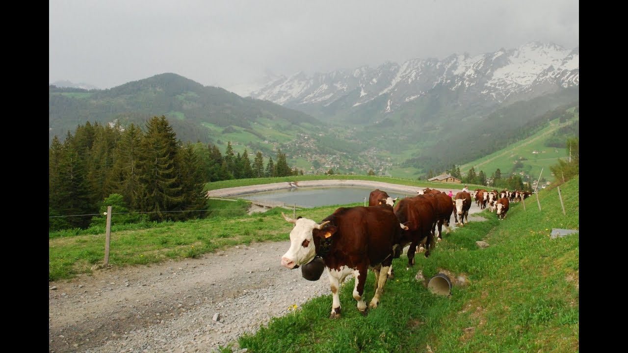 mont-e-des-vaches-l-alpage-des-corbassi-res-dans-les-aravis-avec