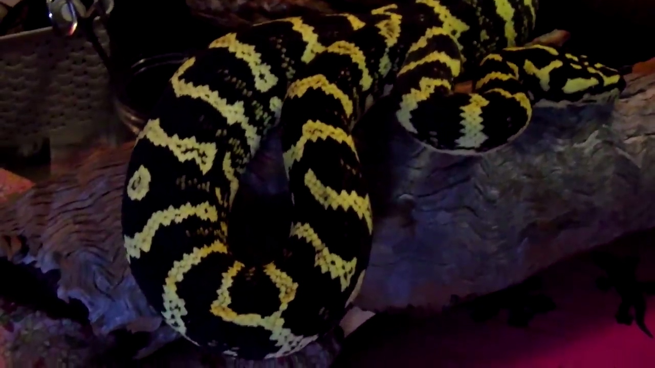 snake oil Snakes Love To Hangout & Come Out