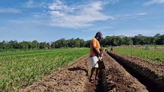 TRADITIONAL RAISED BED MAKING FOR CHILI PLANTING! - traditional farmer