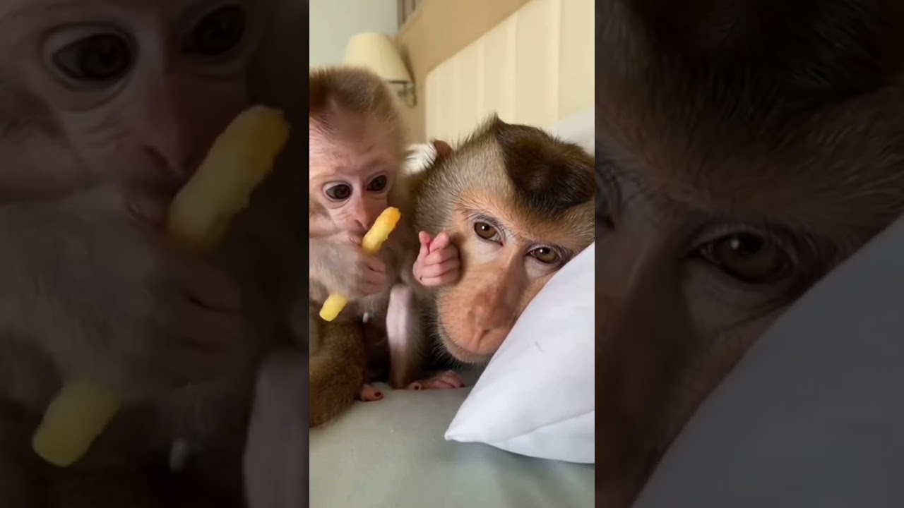 Cute Baby Monkey Tries a Secret Fry Prank 😆🐒🍟