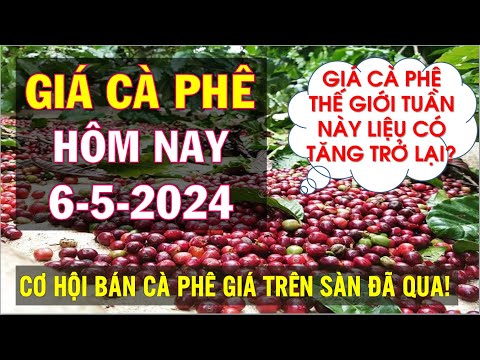 Giá cà phê hôm nay ngày 6/5/2024