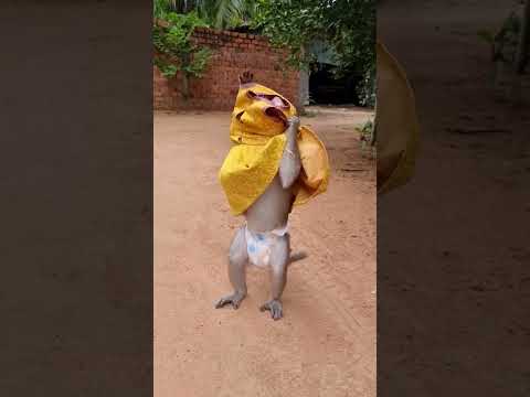 Shally is smart and knows how to put on a dress by herself π #animal #monkey #yaya #funny #shally