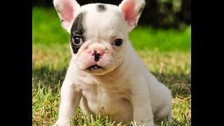 Miniature French bulldog puppies for sale 786-206-9330